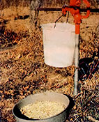 The easiest and best way to administer oral medications is in food or water.